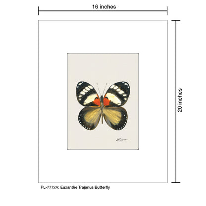 Euxanthe Trajanus Butterfly, Print (#7772A)
