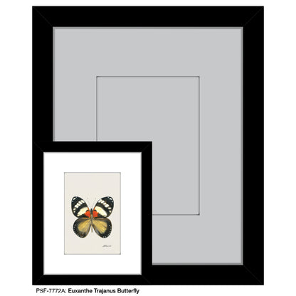 Euxanthe Trajanus Butterfly, Print (#7772A)