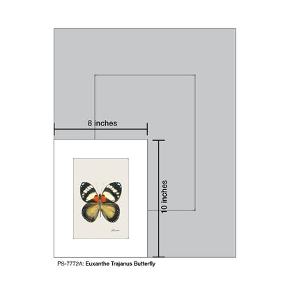 Euxanthe Trajanus Butterfly, Print (#7772A)