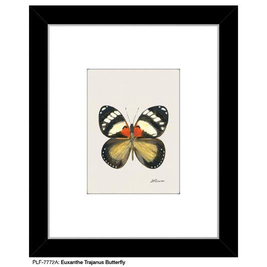 Euxanthe Trajanus Butterfly, Print (#7772A)