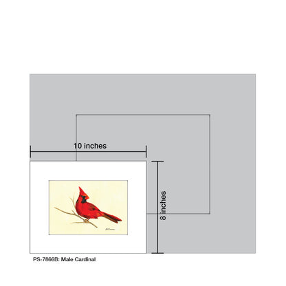 Male Cardinal, Print (#7866B)