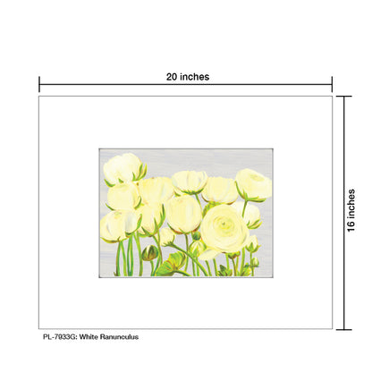 White Ranunculus, Print (#7933G)