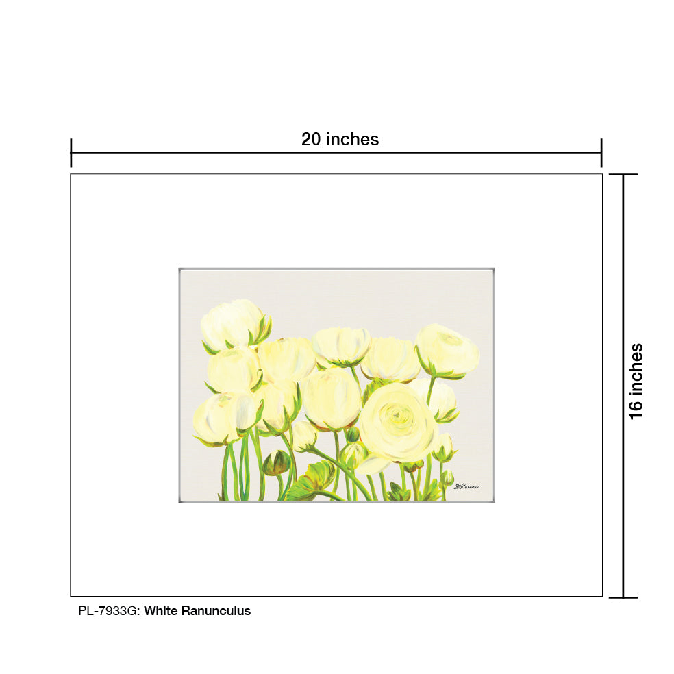 White Ranunculus, Print (#7933G)