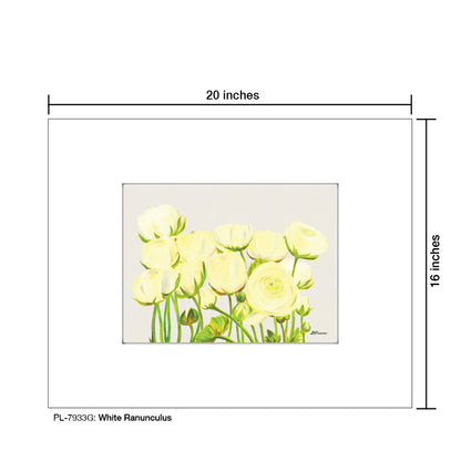 White Ranunculus, Print (#7933G)