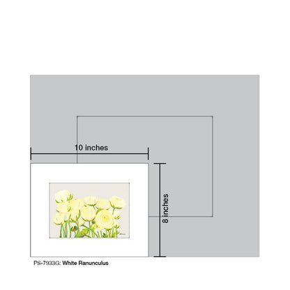 White Ranunculus, Print (#7933G)