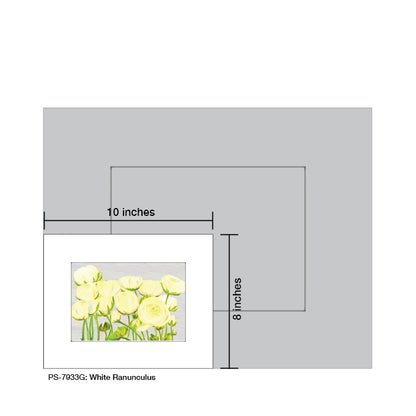 White Ranunculus, Print (#7933G)