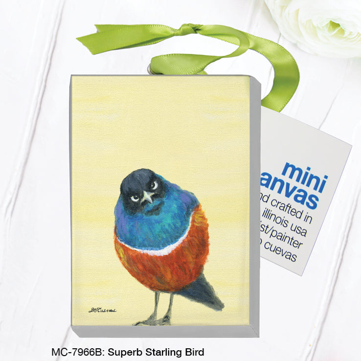 Superb Starling Bird, Mini Canvas (MC-7966B)