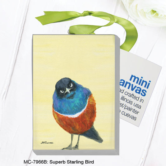 Superb Starling Bird, Mini Canvas (MC-7966B)
