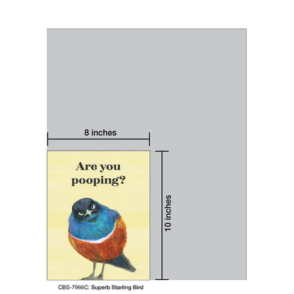 Superb Starling Bird, Card Board (7966C)