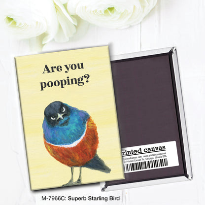Superb Starling Bird, Magnet (M-7966C)