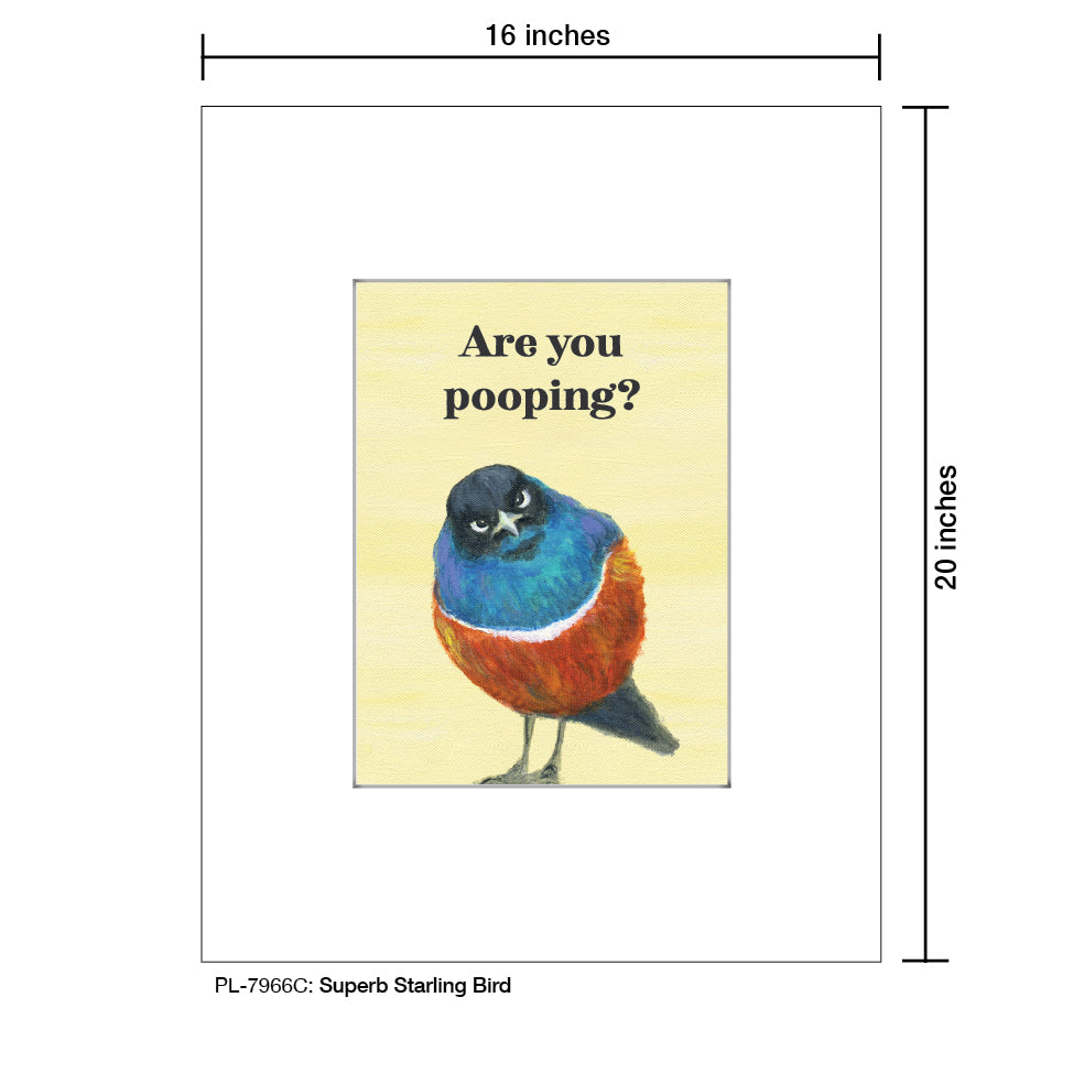 Superb Starling Bird, Print (#7966C)
