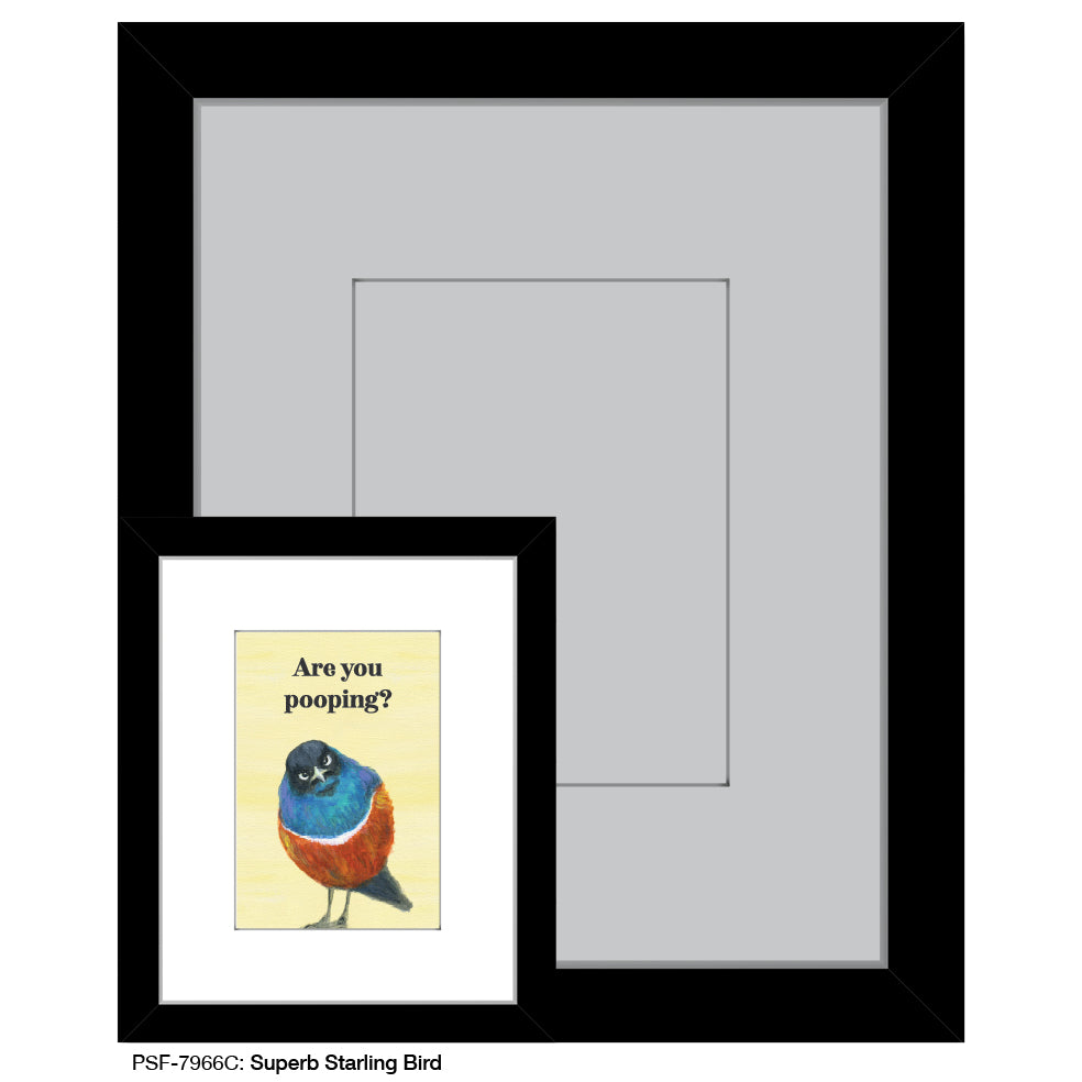 Superb Starling Bird, Print (#7966C)