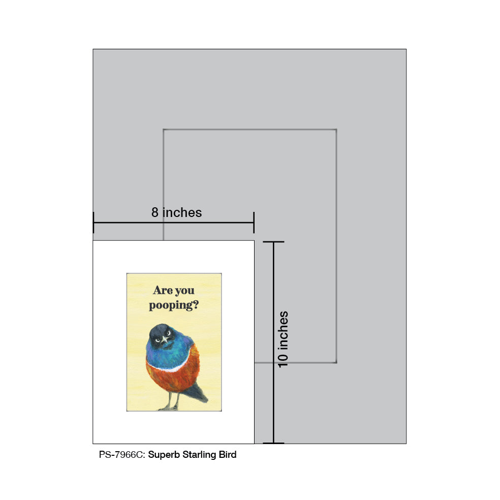 Superb Starling Bird, Print (#7966C)