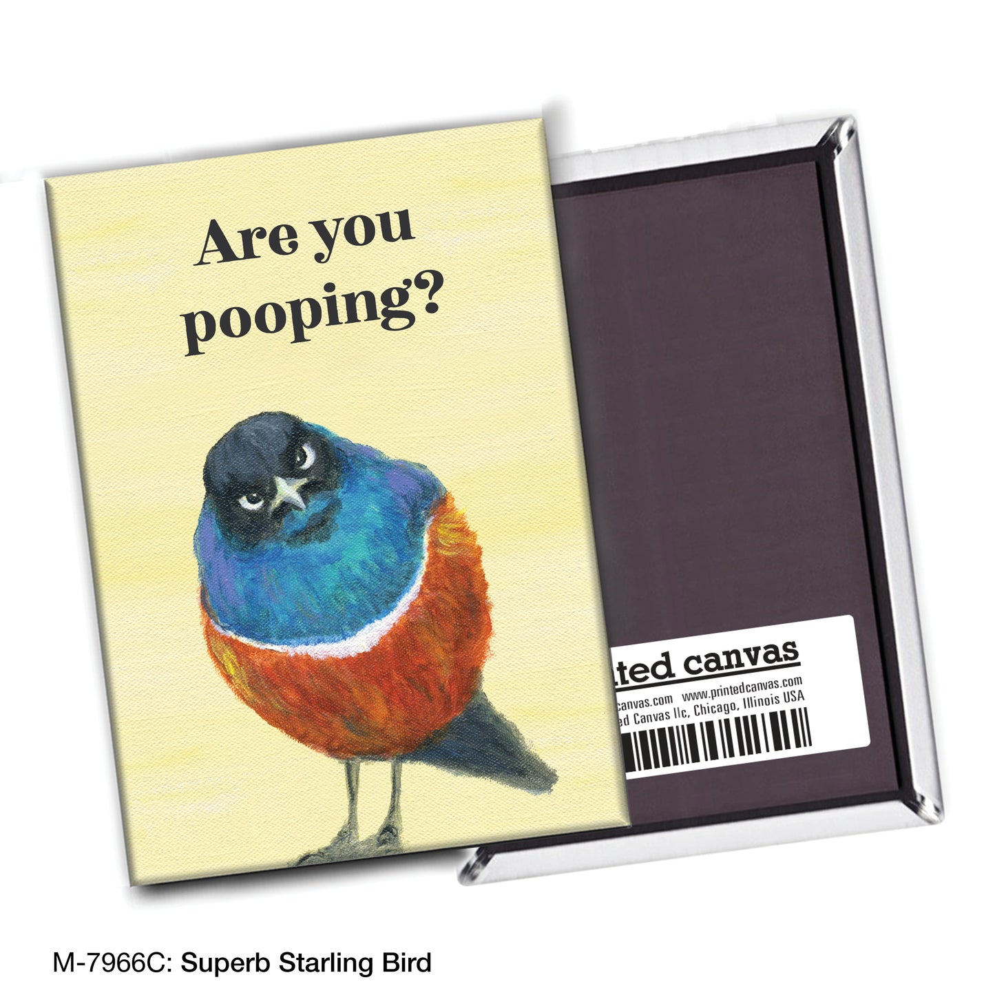 Superb Starling Bird, Magnet (M-7966C)