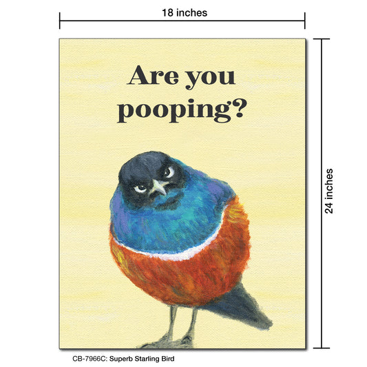 Superb Starling Bird, Card Board (7966C)