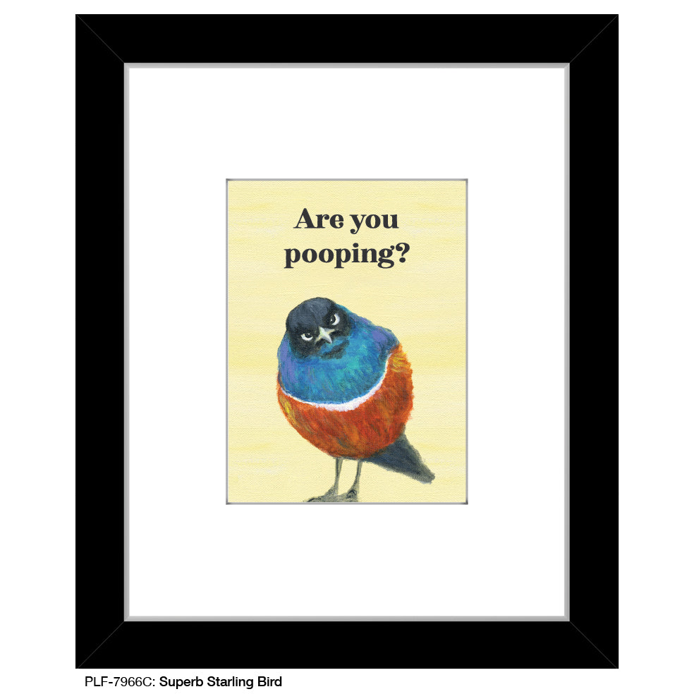 Superb Starling Bird, Print (#7966C)