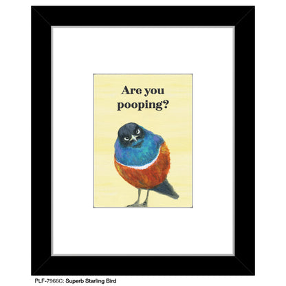 Superb Starling Bird, Print (#7966C)