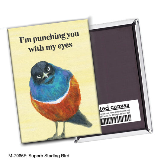 Superb Starling Bird, Magnet (M-7966F)