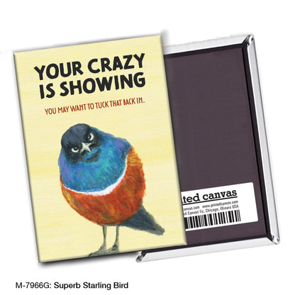Superb Starling Bird, Magnet (M-7966G)