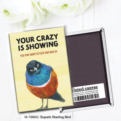 Superb Starling Bird, Magnet (M-7966G)