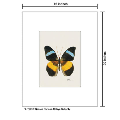 Nessea Obrinus Atalaya Butterfly, Print (#7973B)