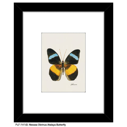 Nessea Obrinus Atalaya Butterfly, Print (#7973B)