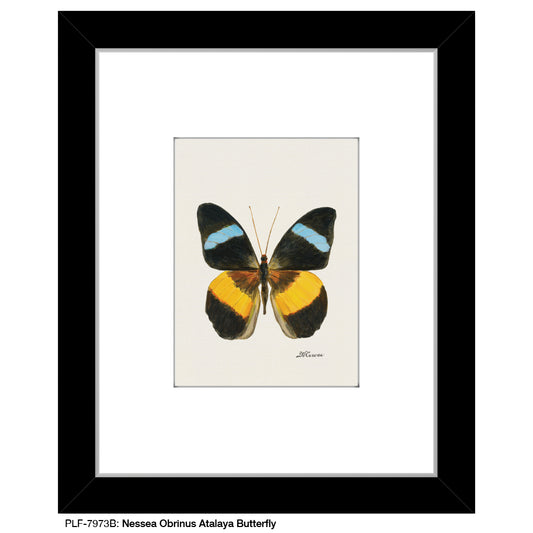 Nessea Obrinus Atalaya Butterfly, Print (#7973B)