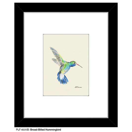 Broad-Billed Hummingbird, Print (#8225B)