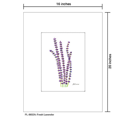 Fresh Lavender, Print (#8602A), Printe Matted, www.printedcanvas.com