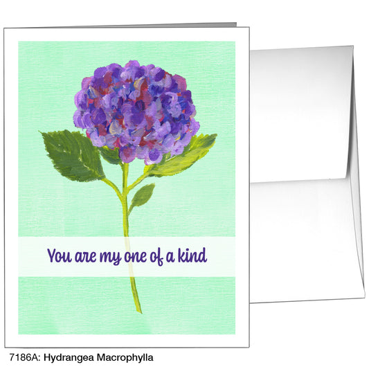 Hydrangea Macrophylla, Greeting Card (7186A), A2, printedcanvas.com