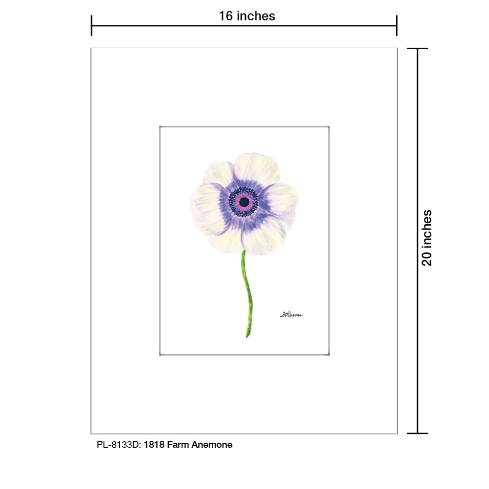 1818 Farm Anemone, Print (#8133D), Printe Matted, www.printedcanvas.com