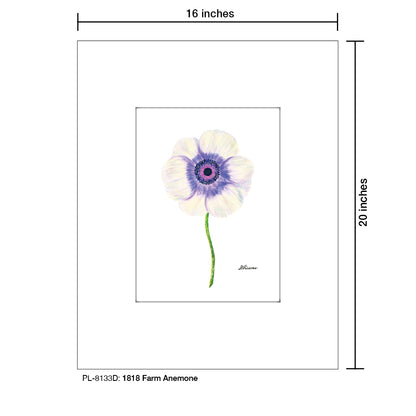 1818 Farm Anemone, Print (#8133D), Printe Matted, www.printedcanvas.com