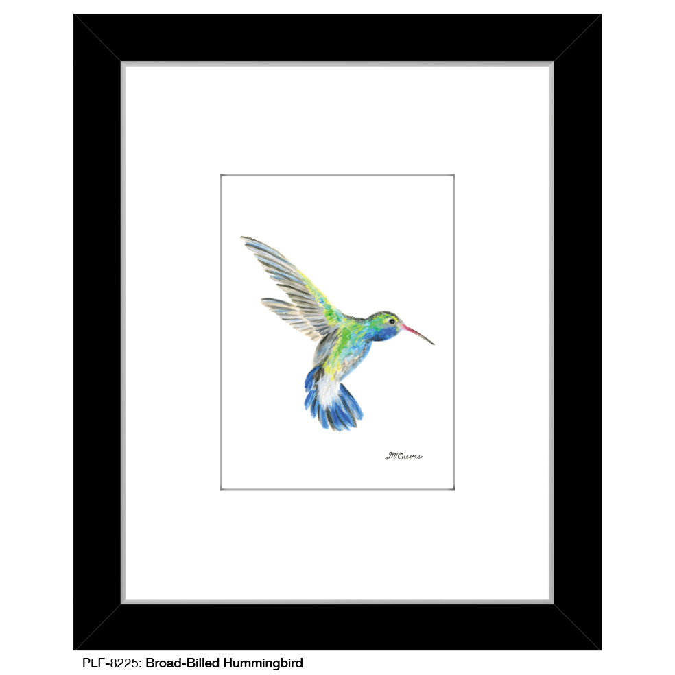 Broad-Billed Hummingbird, Print (#8225G), Print Matted, www.printedcanvas.com