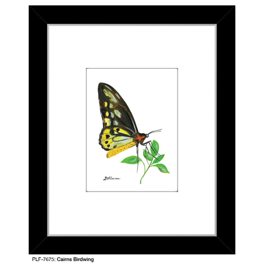 Cairns Birdwing, Print (#7675) - Printed Canvas