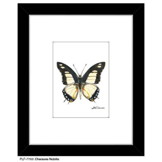 Charaxes Nobillis, Print (#7769) - Printed Canvas