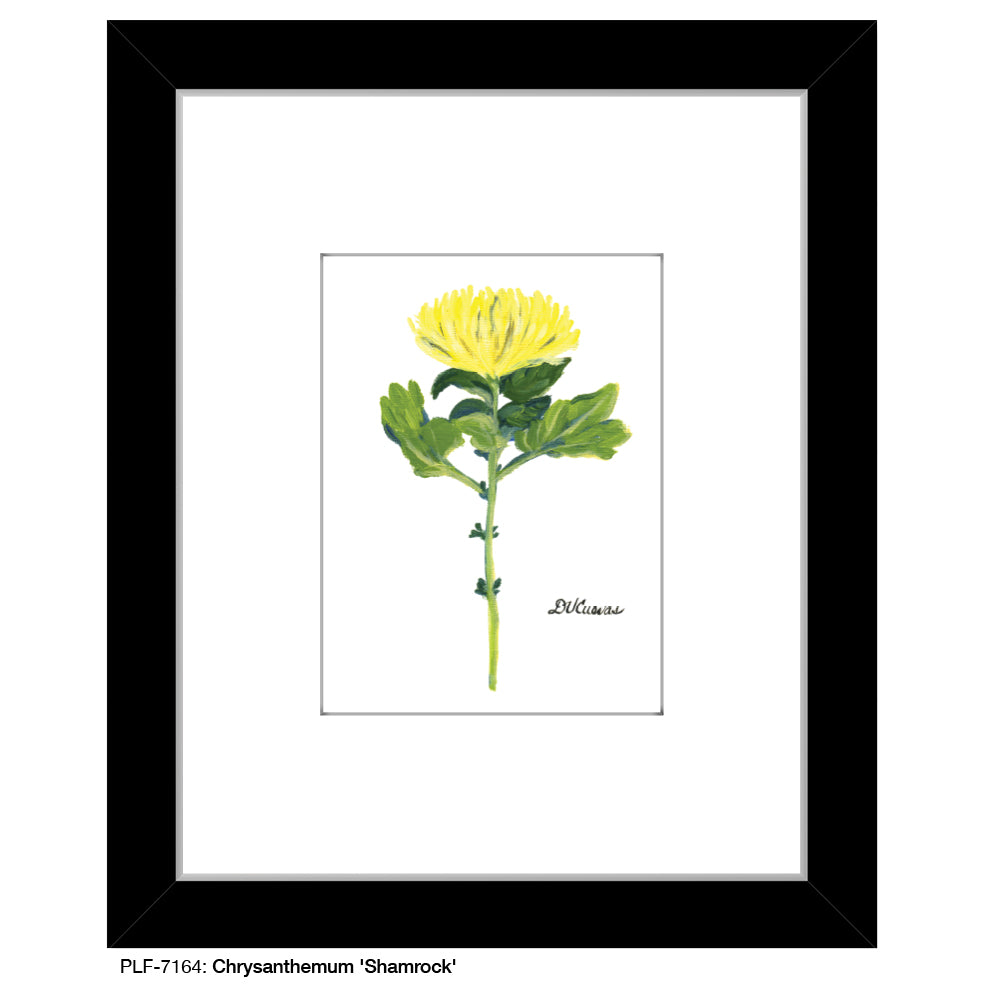 Chrysanthemum 'Shamrock', Print (#7164) - Printed Canvas