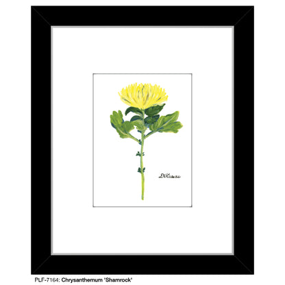 Chrysanthemum 'Shamrock', Print (#7164) - Printed Canvas