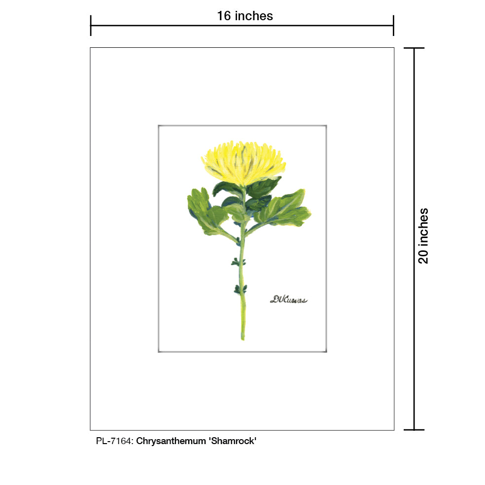 Chrysanthemum 'Shamrock', Print (#7164) - Printed Canvas
