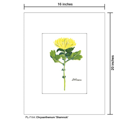 Chrysanthemum 'Shamrock', Print (#7164) - Printed Canvas