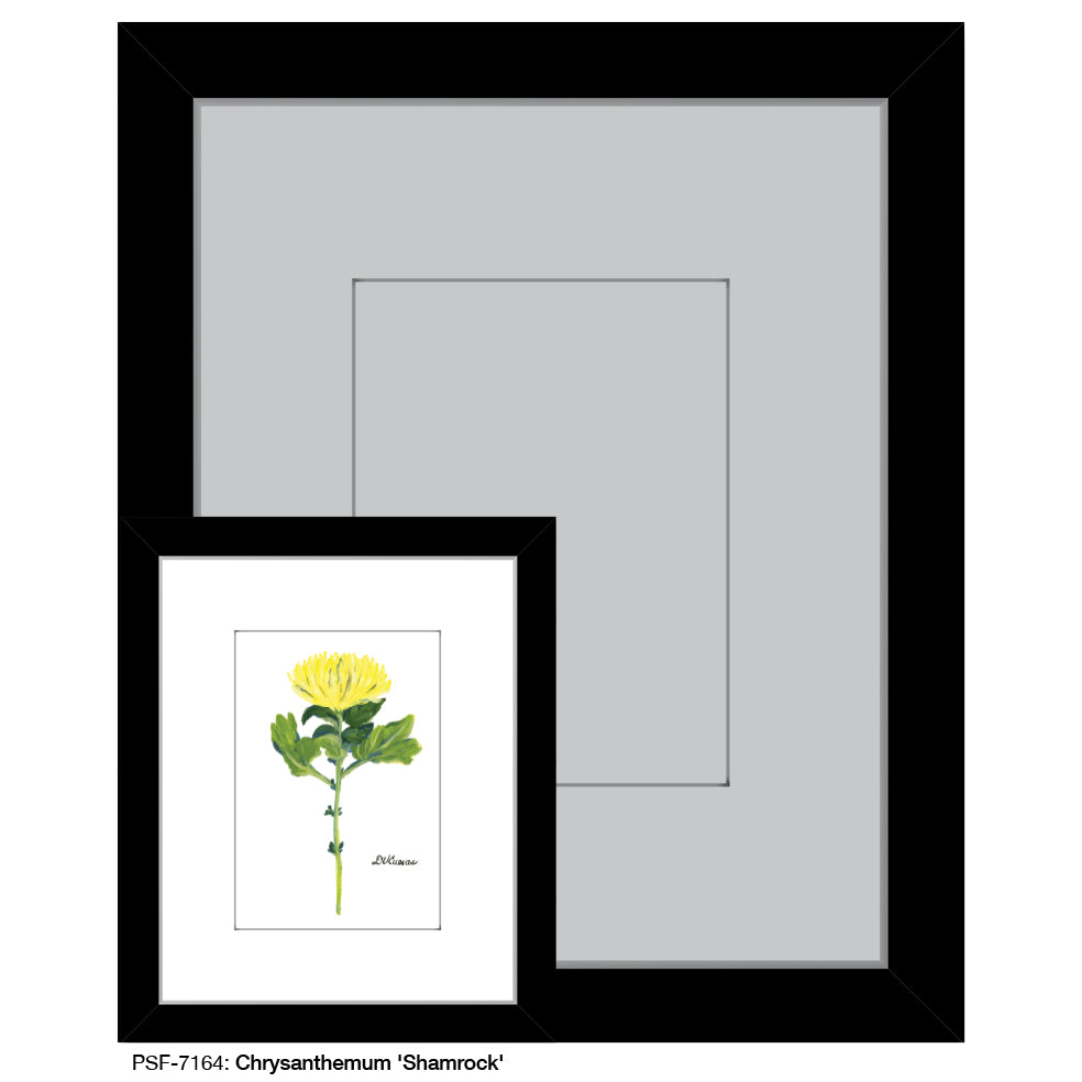 Chrysanthemum 'Shamrock', Print (#7164) - Printed Canvas