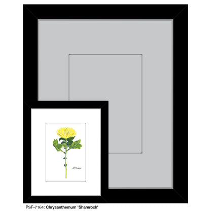 Chrysanthemum 'Shamrock', Print (#7164) - Printed Canvas