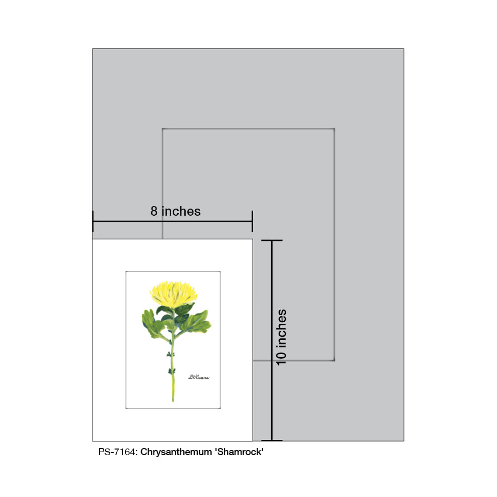 Chrysanthemum 'Shamrock', Print (#7164) - Printed Canvas