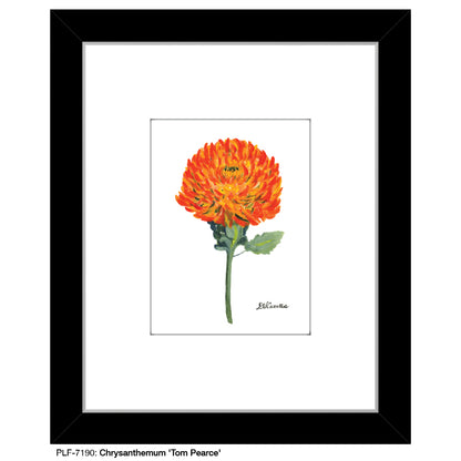 Chrysanthemum 'Tom Pearce', Print (#7190) - Printed Canvas
