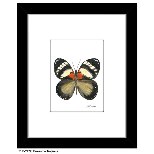 Euxanthe Trajanus, Print (#7772) - Printed Canvas