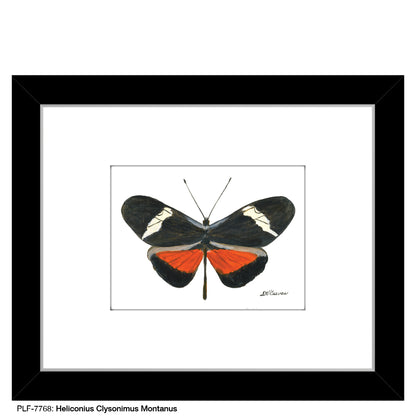 Heliconius Clysonimus Montanus, Print (#7768) - Printed Canvas