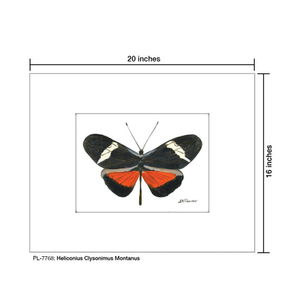 Heliconius Clysonimus Montanus, Print (#7768) - Printed Canvas