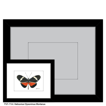 Heliconius Clysonimus Montanus, Print (#7768) - Printed Canvas