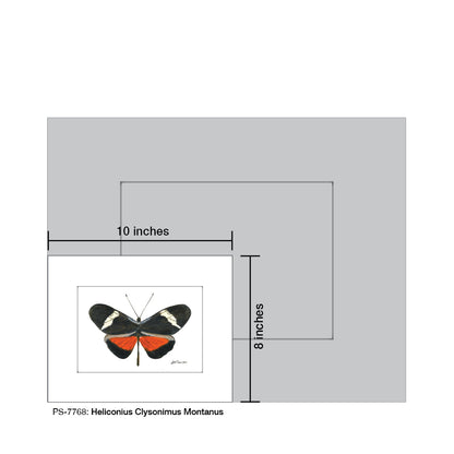 Heliconius Clysonimus Montanus, Print (#7768) - Printed Canvas