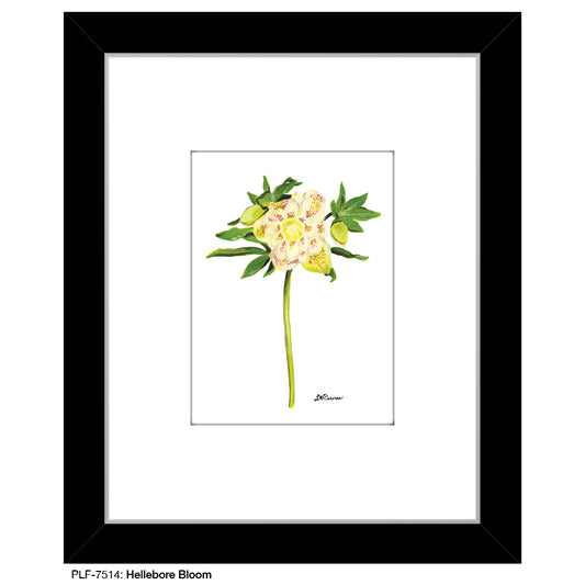 Hellebore Bloom, Print (#7514) - Printed Canvas