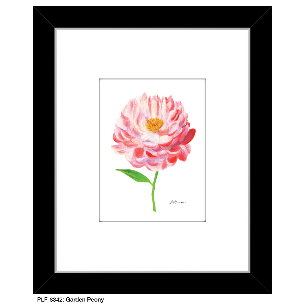 Garden Peony, Print (#8342B), Print Matted, www.printedcanvas.com
